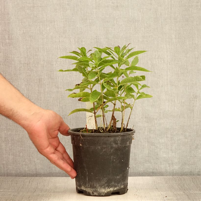 Esimerkki kesällä toimitetusta Phlox paniculata Little Laura Pot de 2L/3L-taimesta