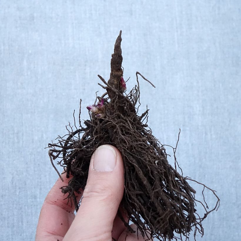 Esimerkki talvella toimitetusta Phlox paniculata Little Laura Petites Racines nues, Qualité Extra équivalant à un pot de 2L-taimesta