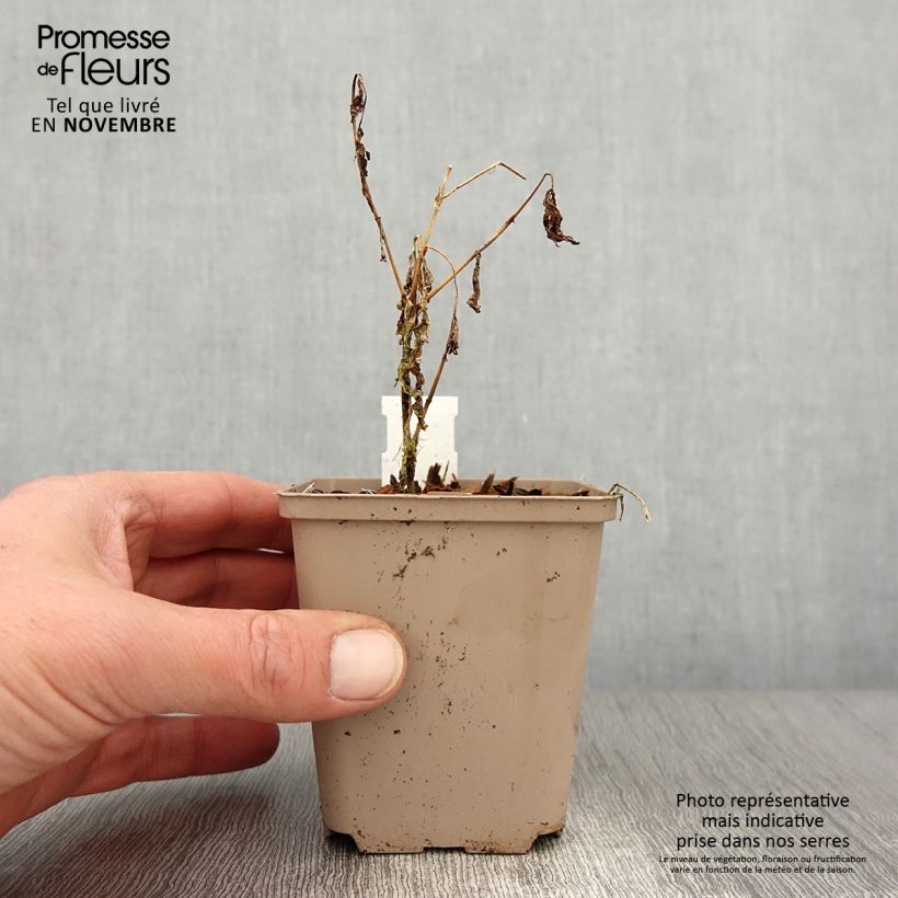 Esimerkki syksyllä toimitetusta Syysleimu Olympus 8/9 cm taimiruukku-taimesta
