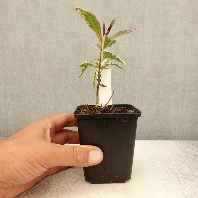 Esimerkki kesällä toimitetusta Syysleimu Olympus Taimiruukku 8/9 cm-taimesta