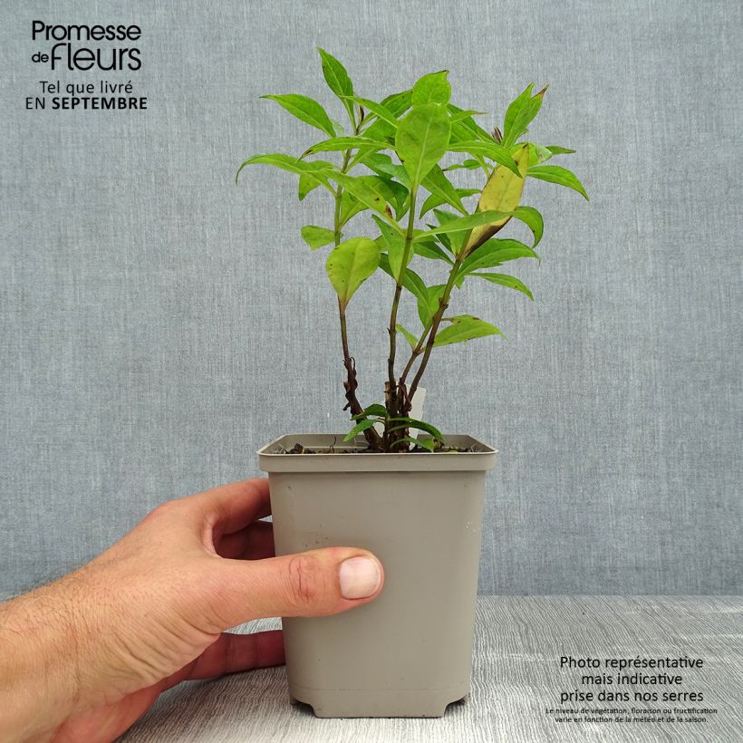 Esimerkki kesällä toimitetusta Syysleimu Orange Perfection Godet de 7/8 cm-taimesta