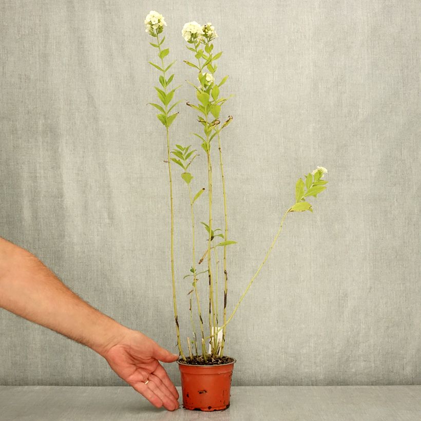 Esimerkki kesällä toimitetusta Syysleimu Orchid Green 12 cm / 13 cm ruukku-taimesta
