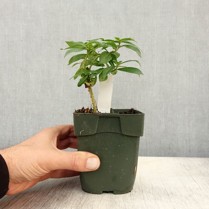 Esimerkki syksyllä toimitetusta Syysleimu Peppermint Twist 8/9 cm taimiruukku-taimesta