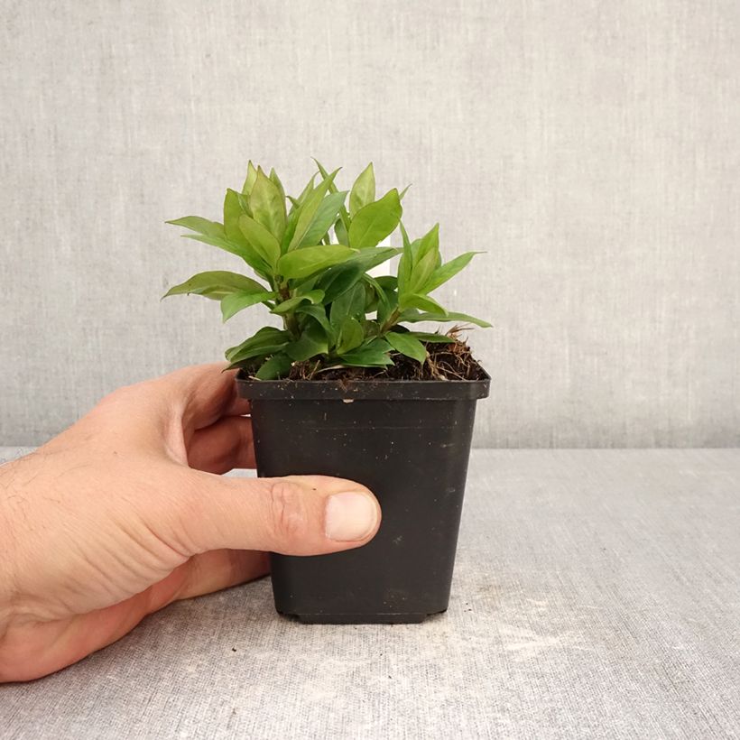 Esimerkki keväällä toimitetusta Syysleimu Pink Eye Flame Taimiruukku 8/9 cm-taimesta
