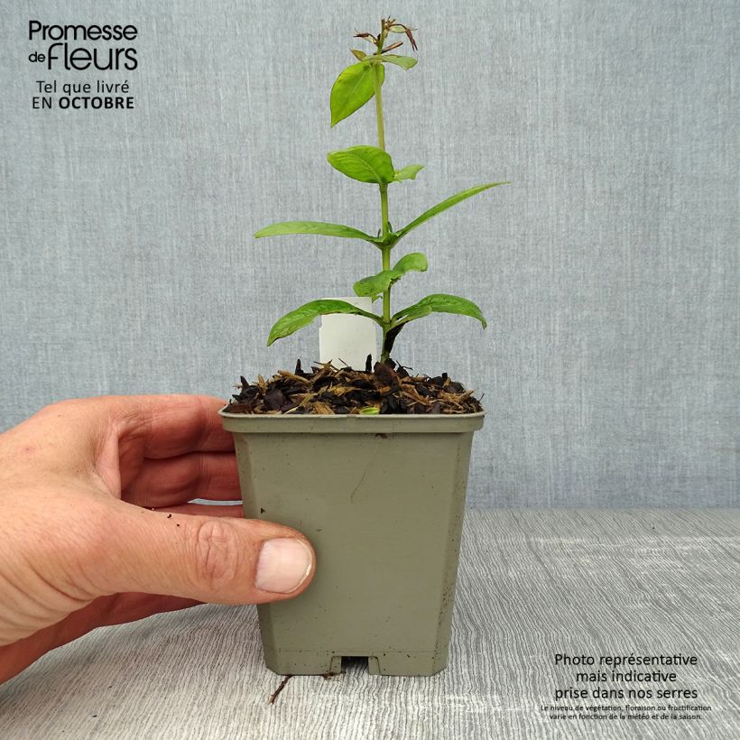 Esimerkki syksyllä toimitetusta Syysleimu Purple Flame 8/9 cm taimiruukku-taimesta