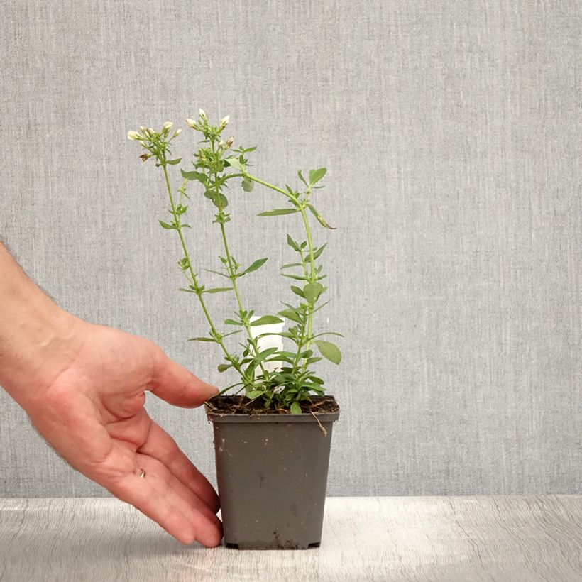 Esimerkki kesällä toimitetusta Syysleimu Tiara Godet de 8/9 cm-taimesta