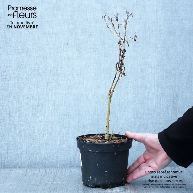 Esimerkki syksyllä toimitetusta Phlox paniculata Uspech Pot de 2L/3L-taimesta