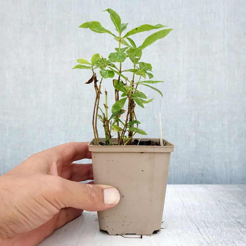 Esimerkki kesällä toimitetusta Syysleimu Uspech Taimiruukku 8/9 cm-taimesta