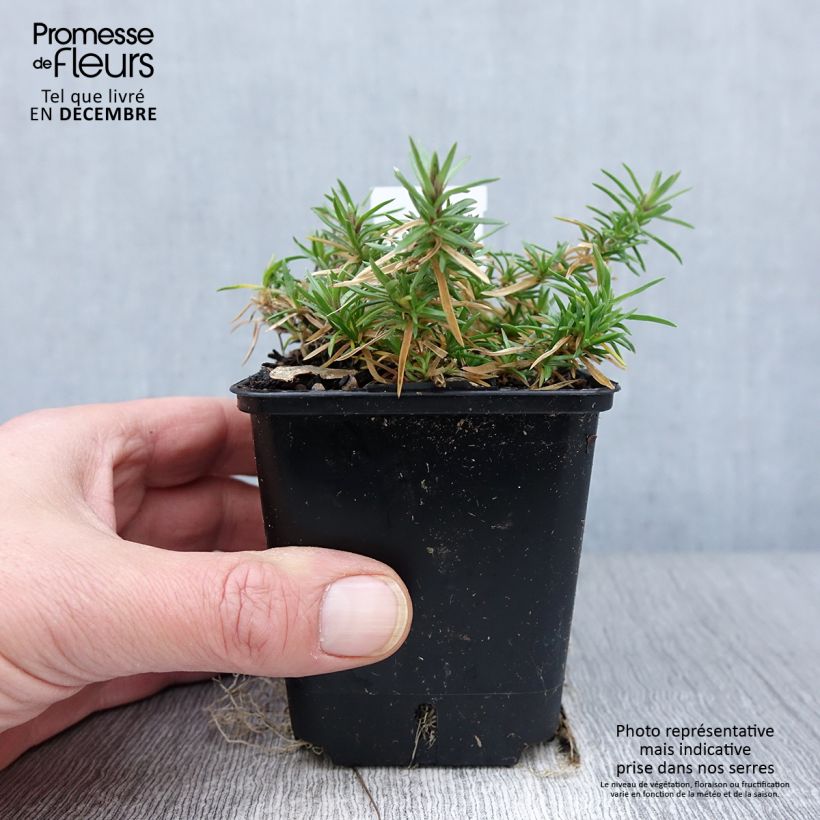 Esimerkki syksyllä toimitetusta Sammalleimu Atropurpurea 8/9 cm taimiruukku-taimesta