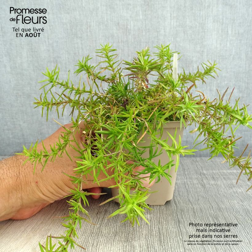 Esimerkki kesällä toimitetusta Sammalleimu Atropurpurea Godet de 8/9 cm-taimesta