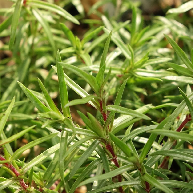 Sammalleimu Atropurpurea (Lehvistö)