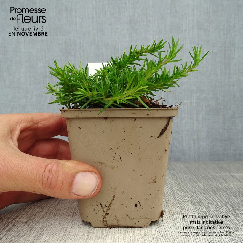 Esimerkki syksyllä toimitetusta Sammalleimu McDaniel's Cushion 8/9 cm taimiruukku-taimesta
