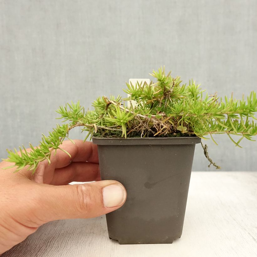 Esimerkki kesällä toimitetusta Sammalleimu McDaniel's Cushion Taimiruukku 8/9 cm-taimesta