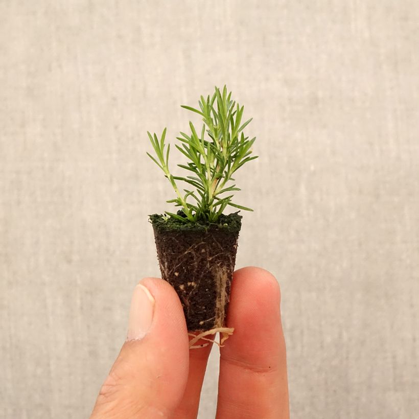 Esimerkki syksyllä toimitetusta Sammalleimu McDaniel's Cushion Minipaakku Ø 3/4 cm-taimesta