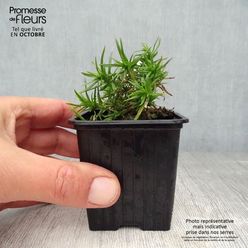 Esimerkki syksyllä toimitetusta Sammalleimu Purple Beauty 8/9 cm taimiruukku-taimesta