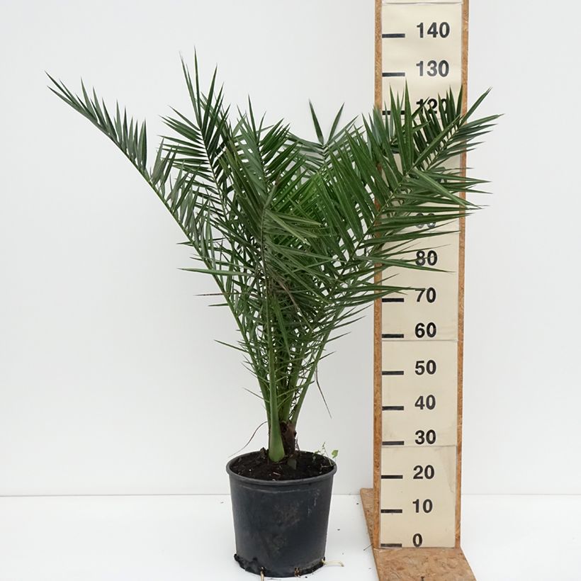 Esimerkki syksyllä toimitetusta Kanariantaateli - Phoenix canariensis 12 litran/15 litran ruukku-taimesta