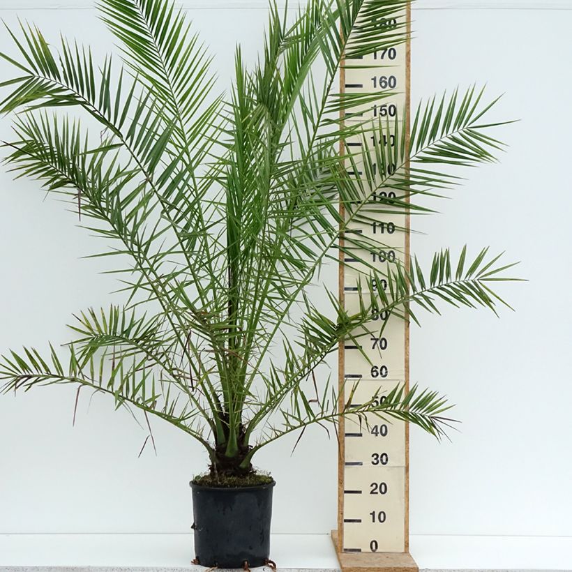 Esimerkki kesällä toimitetusta Kanariantaateli - Phoenix canariensis 12 litran/15 litran ruukku-taimesta