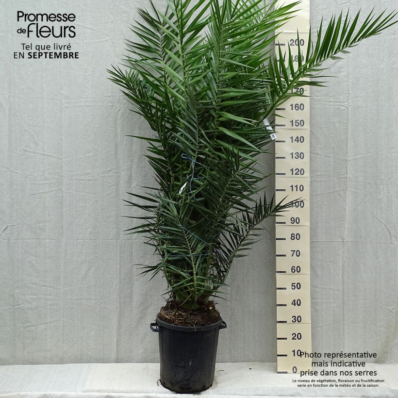 Esimerkki syksyllä toimitetusta Kanariantaateli - Phoenix canariensis 30 litran/35 litran ruukku-taimesta