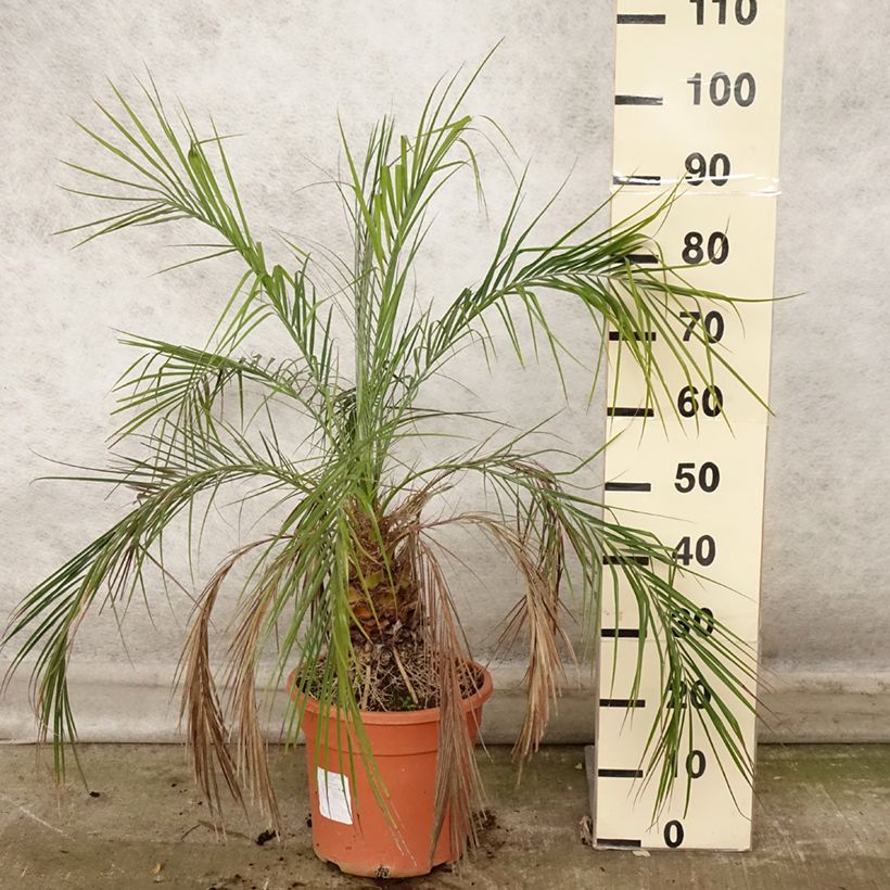 Esimerkki syksyllä toimitetusta Phoenix roebelinii - palmier dattier nain Pot de 7,5L/10L-taimesta