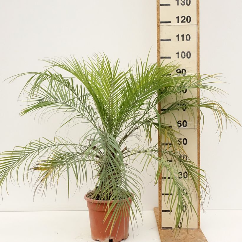 Esimerkki kesällä toimitetusta Pikkutaateli - Phoenix roebelinii Ruukku 7,5L / 10L-taimesta