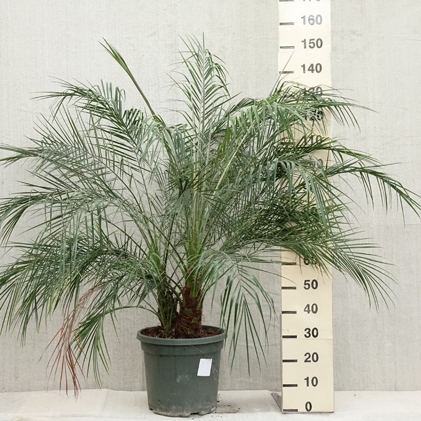 Esimerkki syksyllä toimitetusta Pikkutaateli - Phoenix roebelinii 20 litran/25 litran ruukku-taimesta