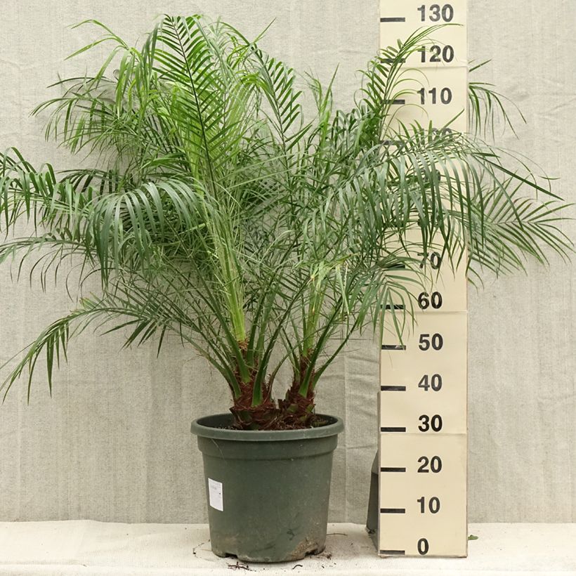 Esimerkki kesällä toimitetusta Pikkutaateli - Phoenix roebelinii Ruukku 20L / 25L-taimesta