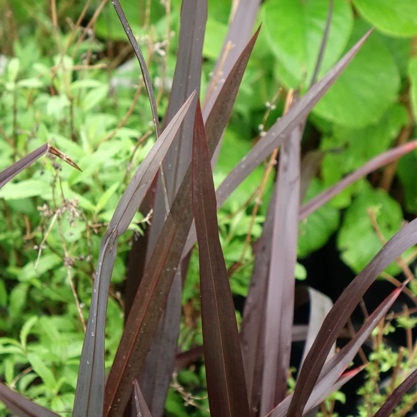 Tähkälilja Black Velvet (Lehvistö)