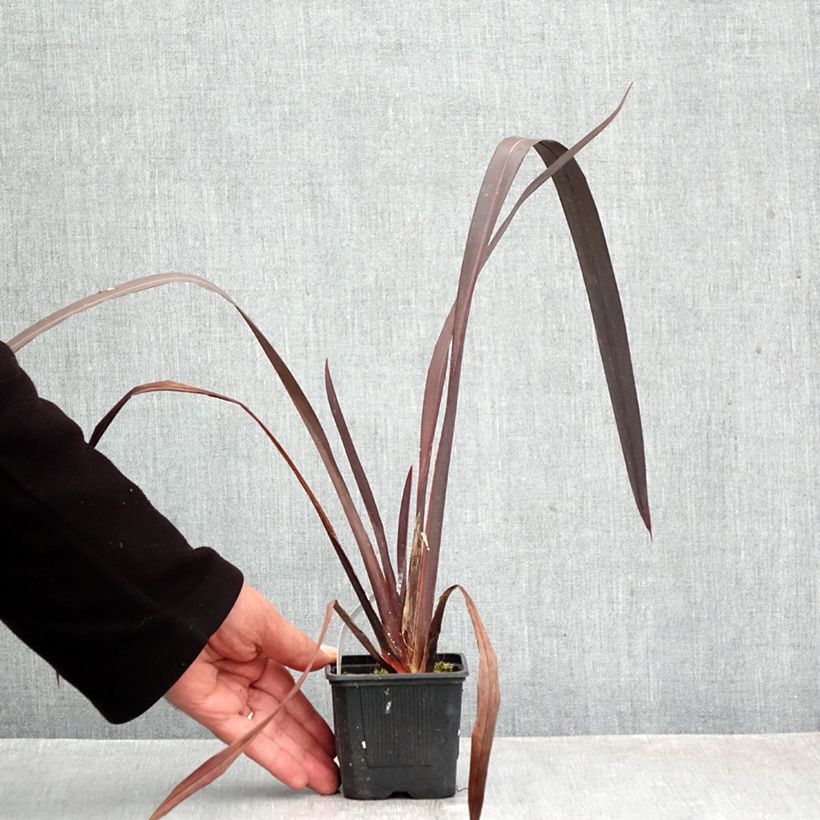 Esimerkki syksyllä toimitetusta Tähkälilja Black Velvet 8/9 cm taimiruukku-taimesta