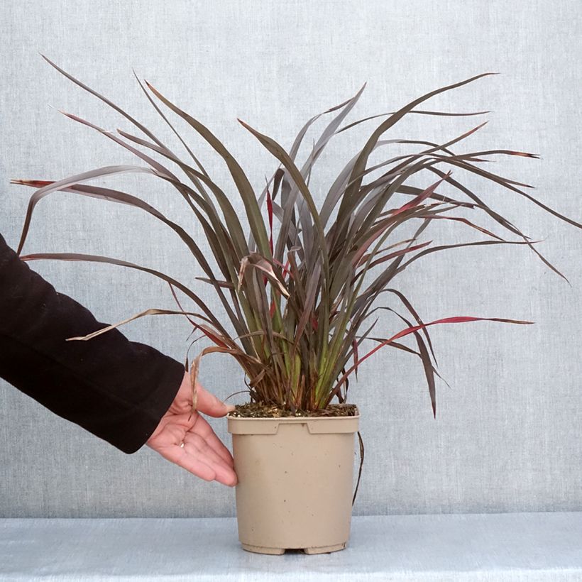 Esimerkki keväällä toimitetusta Phormium Chocomint - Lin de Nouvelle-Zélande  Pot de 3L/4L-taimesta