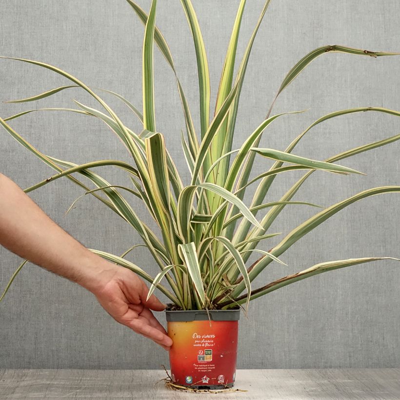 Esimerkki kesällä toimitetusta Tähkälilja Tricolor Pot de 1,5L/2L-taimesta