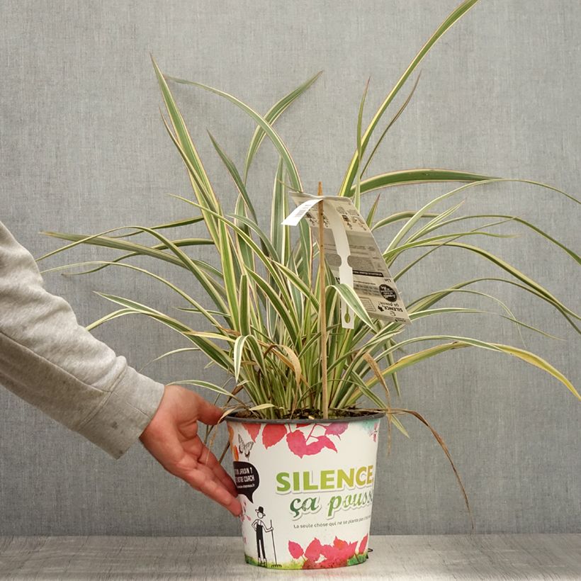 Esimerkki kesällä toimitetusta Tähkälilja Tricolor Pot de 3L/4L-taimesta