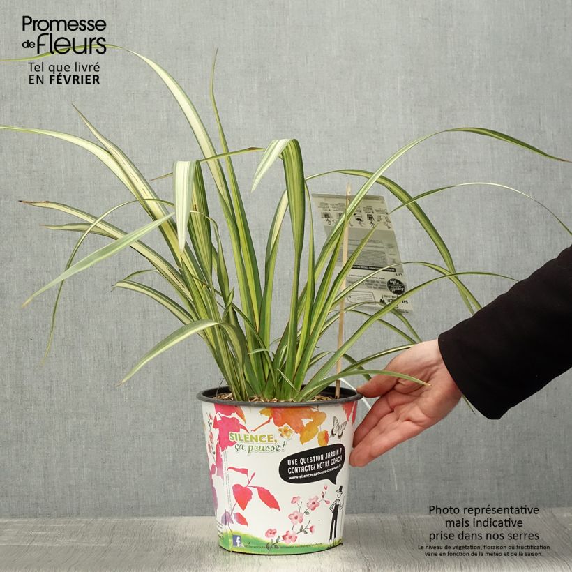 Esimerkki talvella toimitetusta Phormium Cream Delight - Lin des montagnes. Pot de 4L/5L-taimesta