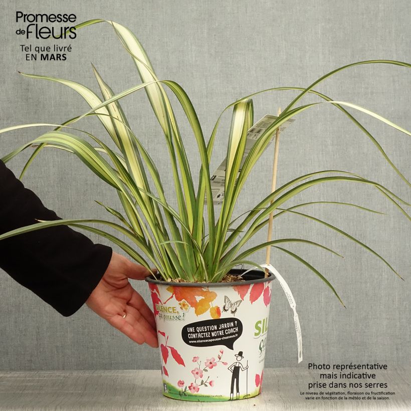 Esimerkki keväällä toimitetusta Tähkälilja Cream Delight Pot de 4L/5L-taimesta