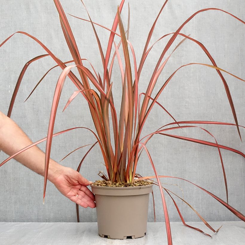 Esimerkki kesällä toimitetusta Tähkälilja Margaret Jones Pot de 4L/5L-taimesta