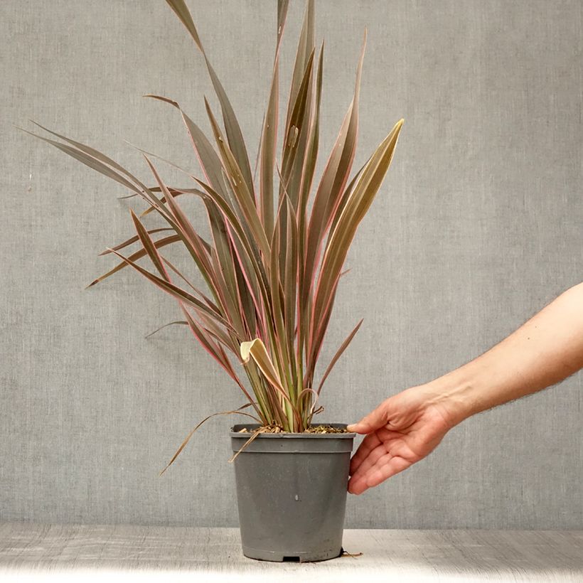Esimerkki kesällä toimitetusta Tähkälilja Pink Stripe Ruukku 3L / 4L-taimesta