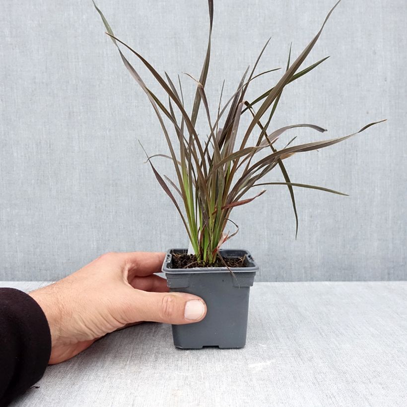 Esimerkki syksyllä toimitetusta Tähkälilja Platts Black 8/9 cm taimiruukku-taimesta