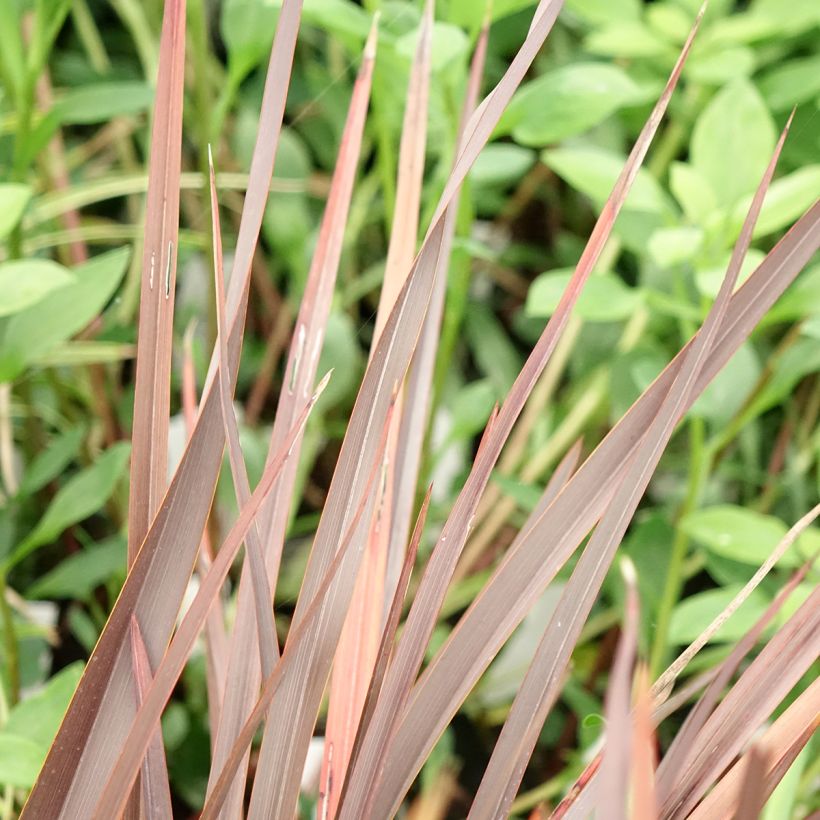 Tähkälilja Platts Black (Lehvistö)
