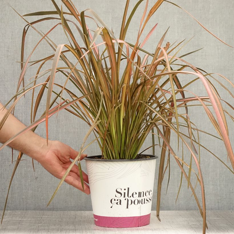 Esimerkki kesällä toimitetusta Tähkälilja Rainbow Maiden Pot de 3L/4L-taimesta