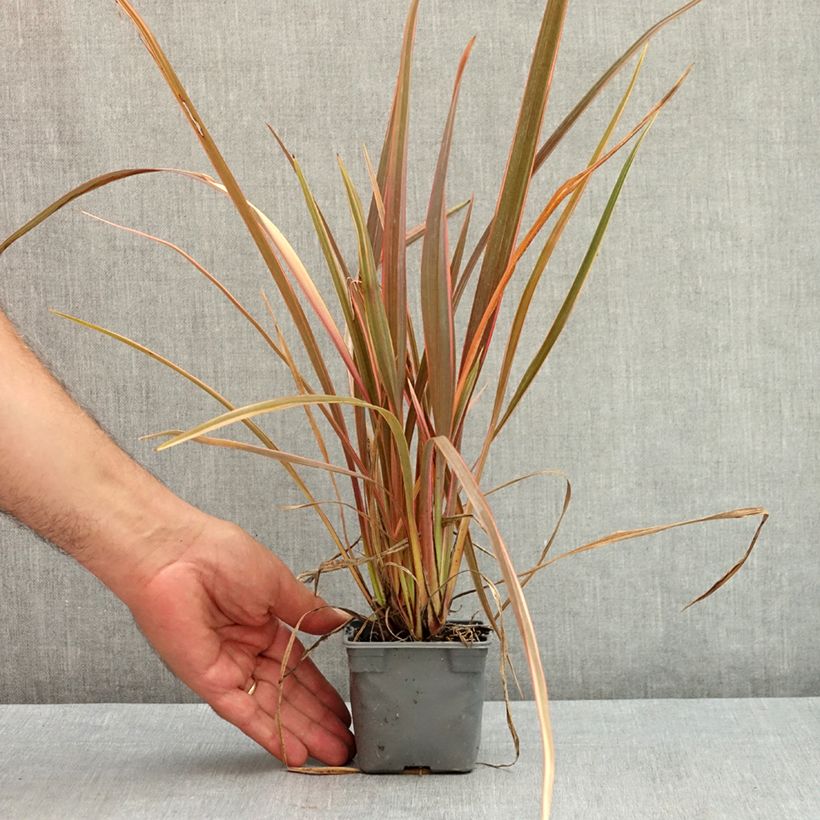 Esimerkki kesällä toimitetusta Tähkälilja Rainbow Queen 8/9 cm taimiruukku-taimesta