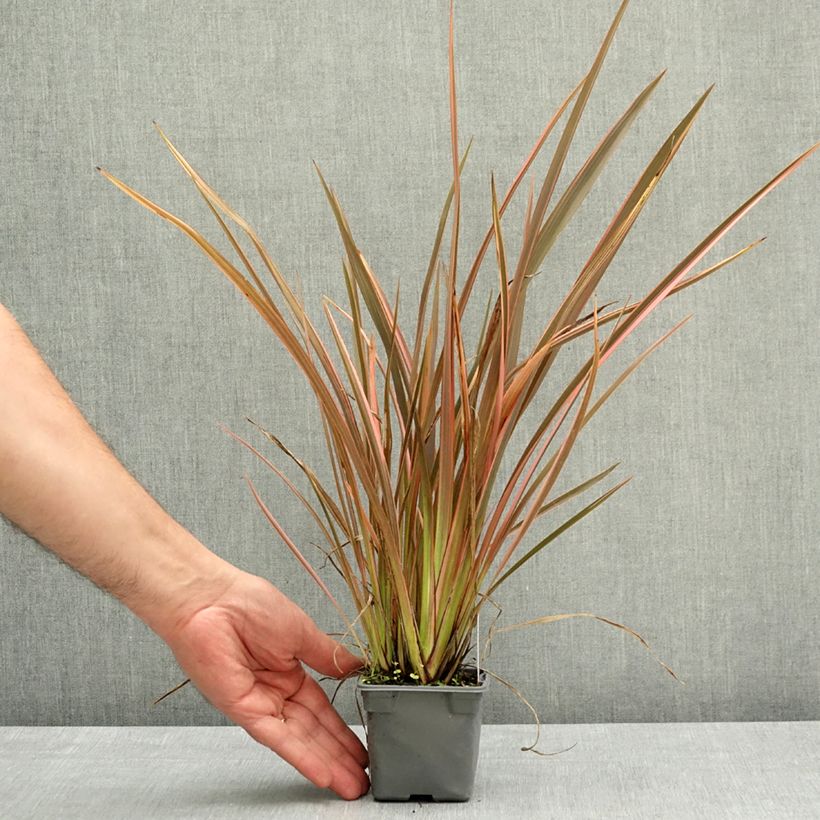 Esimerkki keväällä toimitetusta Tähkälilja Rainbow Queen Taimiruukku 8/9 cm-taimesta