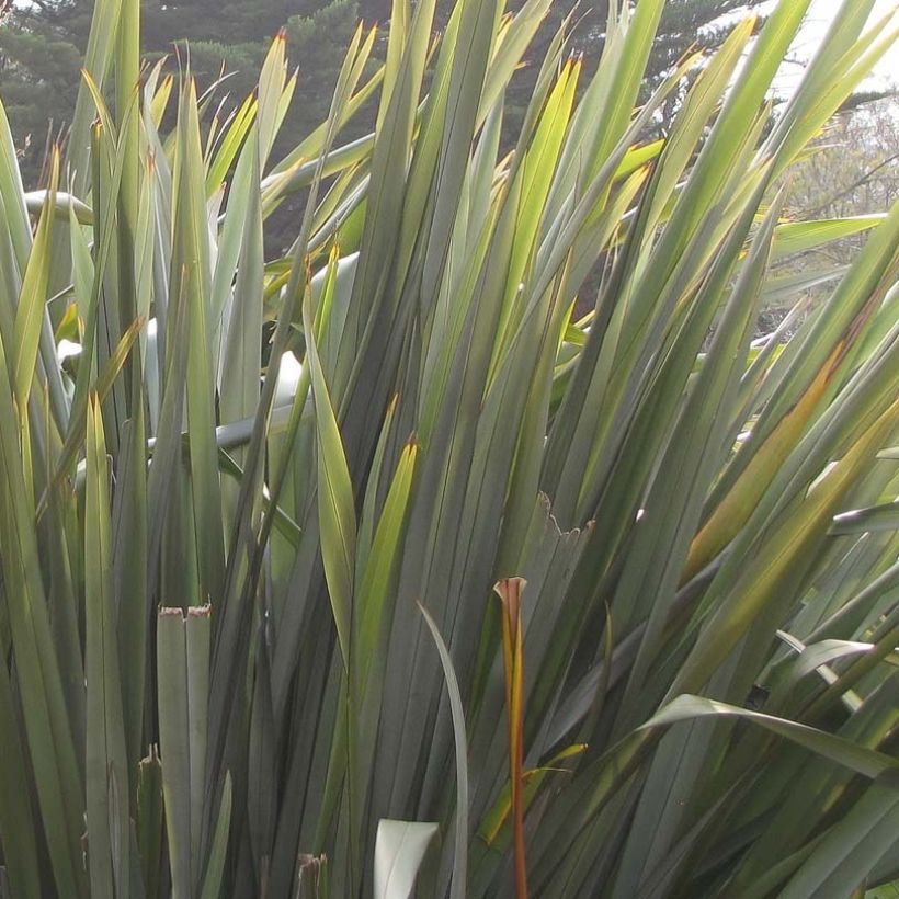 Tähkälilja - Phormium tenax (Lehvistö)