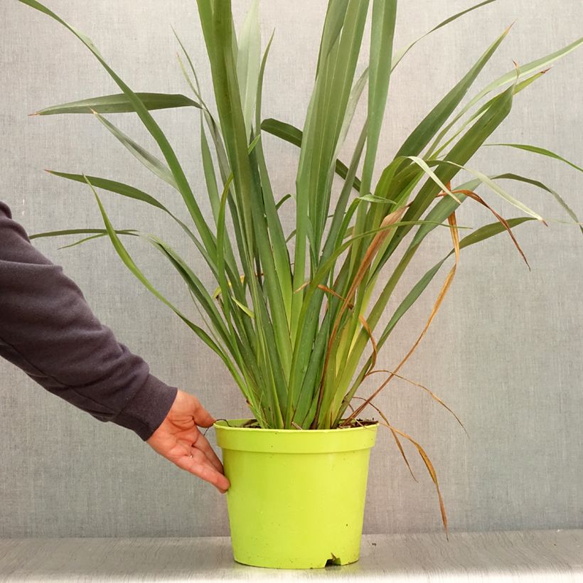 Esimerkki kesällä toimitetusta Tähkälilja - Phormium tenax Ruukku 7,5L / 10L-taimesta