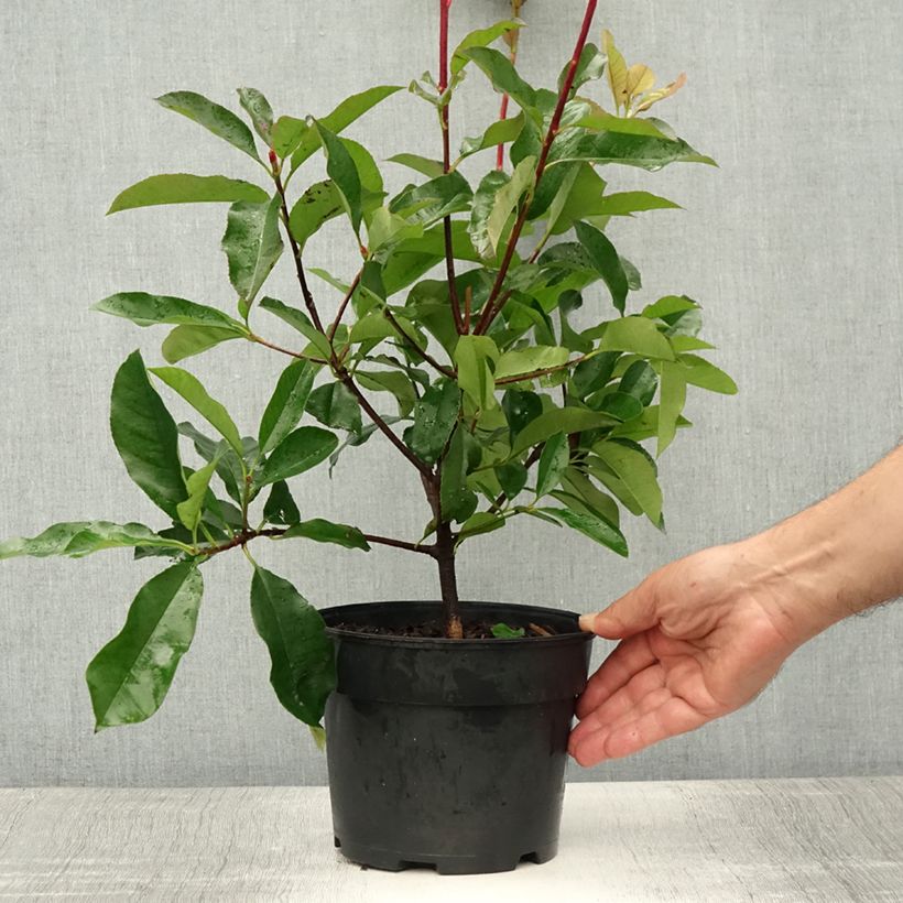 Esimerkki kesällä toimitetusta Tarhapunamarja Camilvy Pot de 2L/3L-taimesta