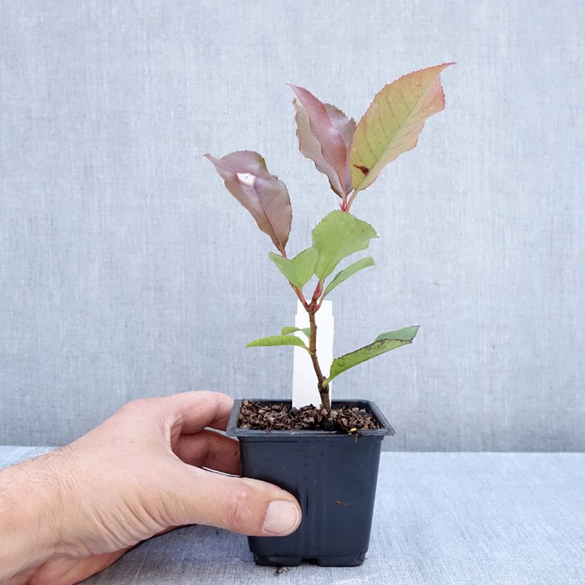 Esimerkki syksyllä toimitetusta Tarhapunamarja Camilvy 8/9 cm taimiruukku-taimesta