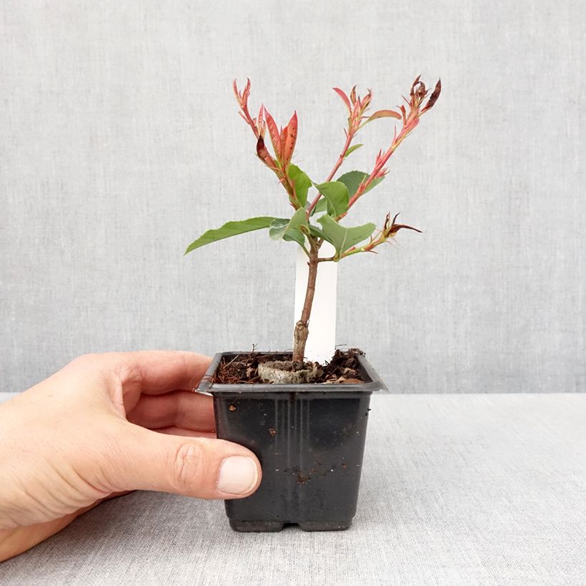 Esimerkki keväällä toimitetusta Tarhapunamarja Camilvy Godet de 8/9 cm-taimesta