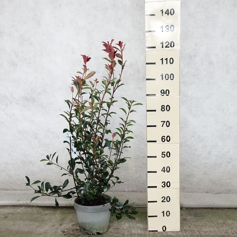 Esimerkki kesällä toimitetusta Tarhapunamarja Carré Rouge Ruukku 7,5L / 10L-taimesta