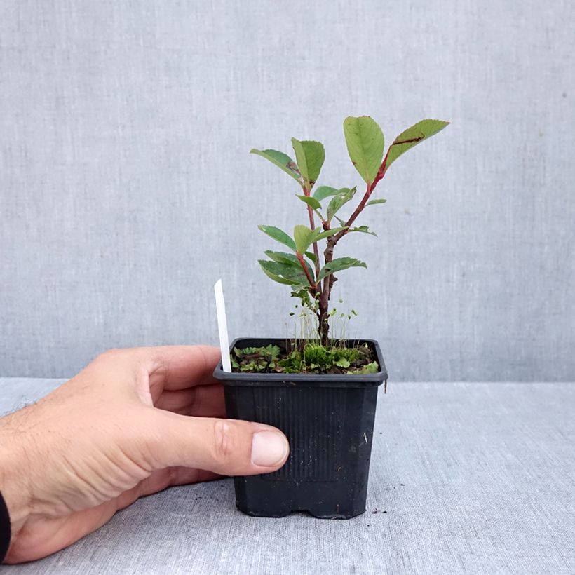 Esimerkki syksyllä toimitetusta Tarhapunamarja Carré Rouge 8/9 cm taimiruukku-taimesta
