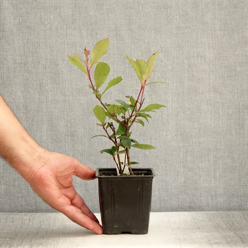 Esimerkki kesällä toimitetusta Tarhapunamarja Carré Rouge Taimiruukku 8/9 cm-taimesta