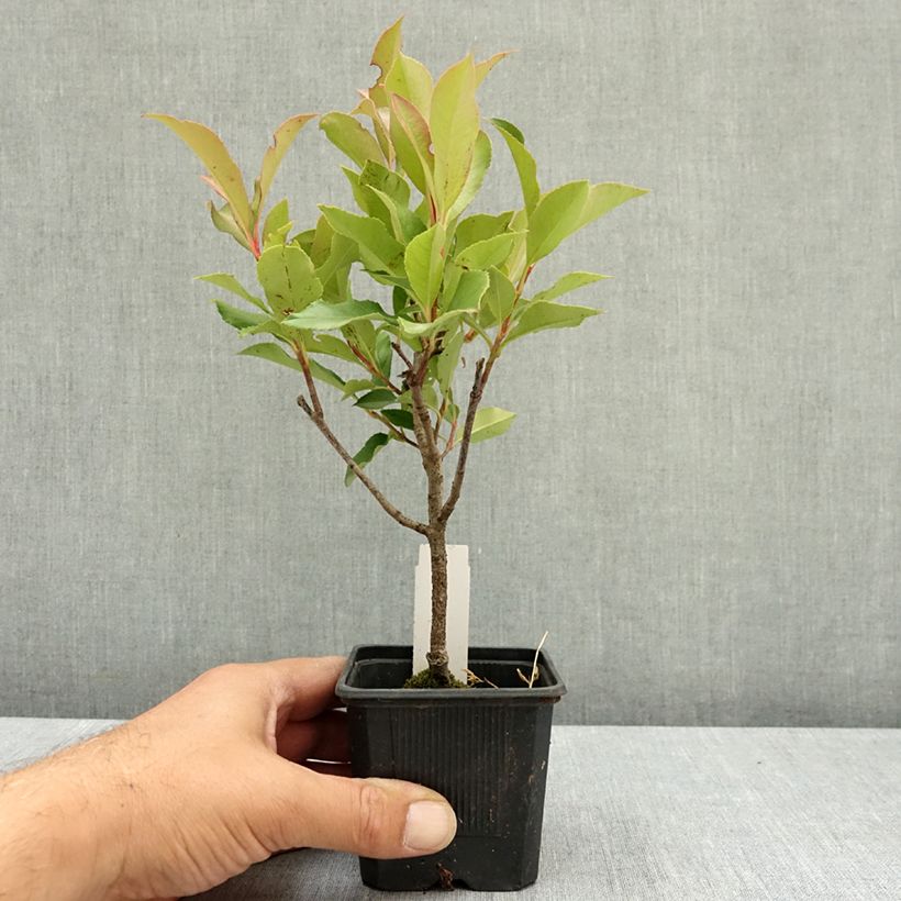 Esimerkki kesällä toimitetusta Tarhapunamarja Dynamo Red 8/9 cm taimiruukku-taimesta