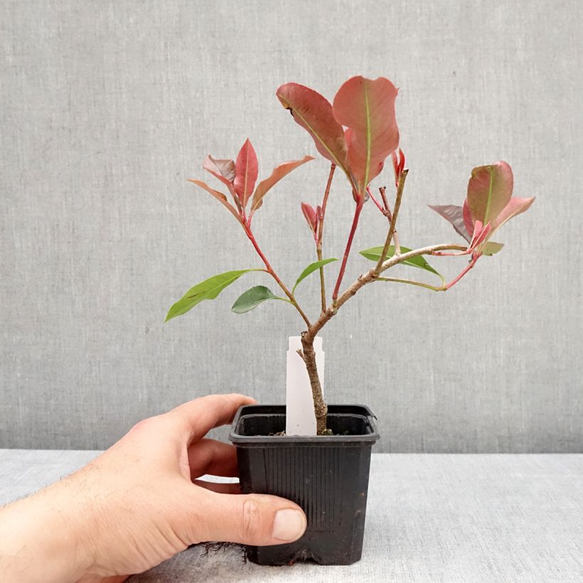 Esimerkki keväällä toimitetusta Tarhapunamarja Dynamo Red Taimiruukku 8/9 cm-taimesta
